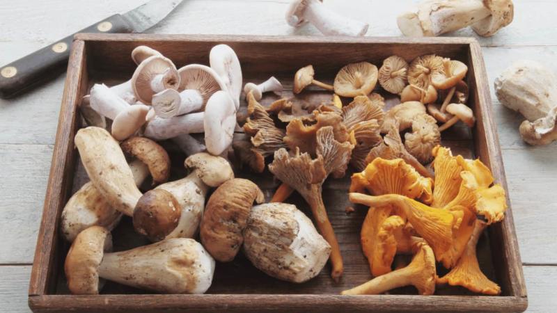 How Mushrooms are graded