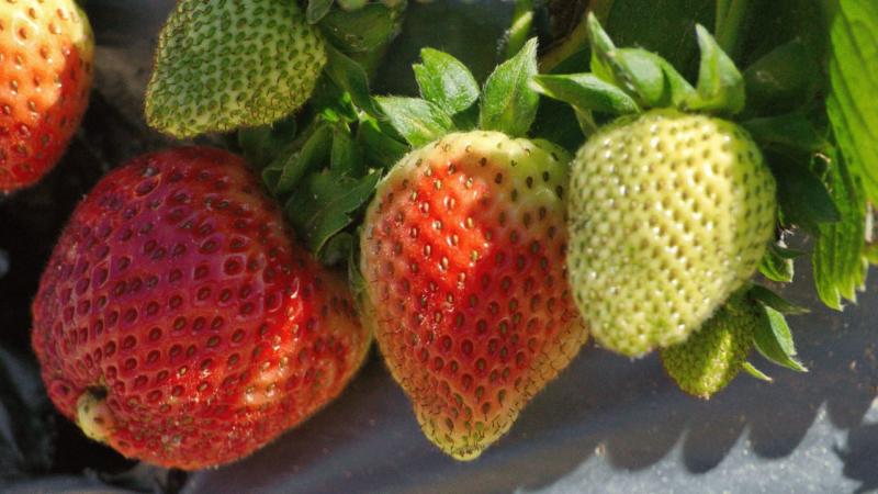How To Ripen Strawberries – Is It Possible?