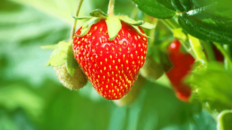 When Are Strawberries In Season – Enjoying Them At The Right Time