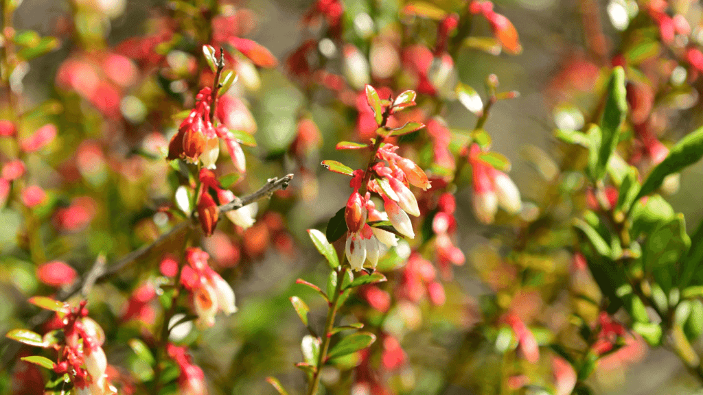 Bees only use the flower of the gallberry bush to produce gallberry honey