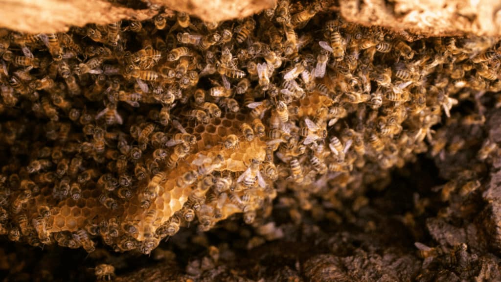 Wild bees set up their hives in trees, caves, rock faces, or cliffsides