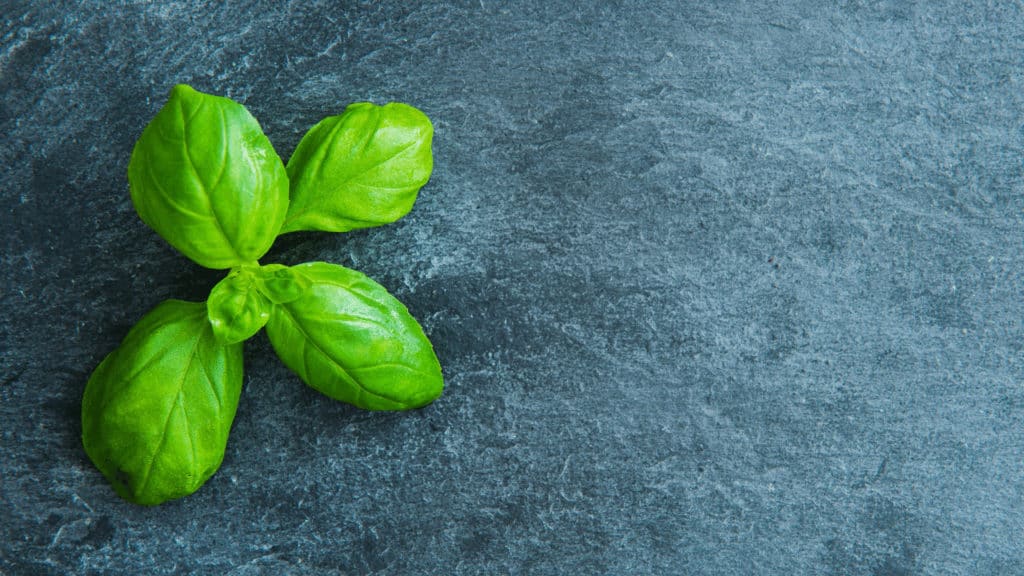 Can You Eat Basil That Has Turned Black