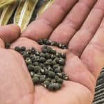 How to Save Okra Seeds