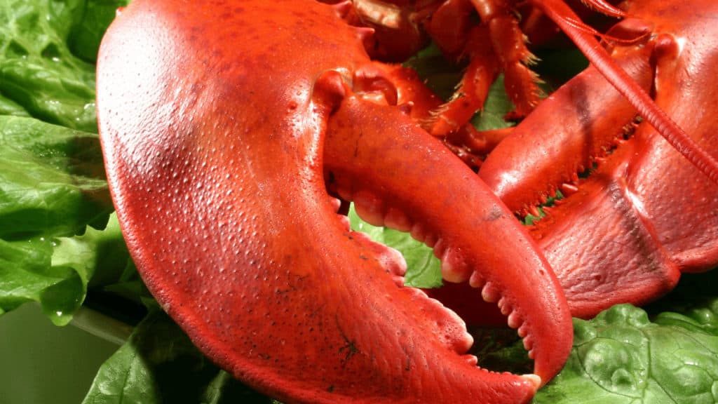 How To Cook Pre-Cooked Frozen Lobster Claws
