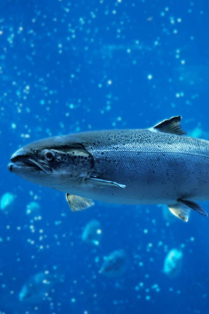 Atlantic salmon also has a strong population on the east cost of the US
