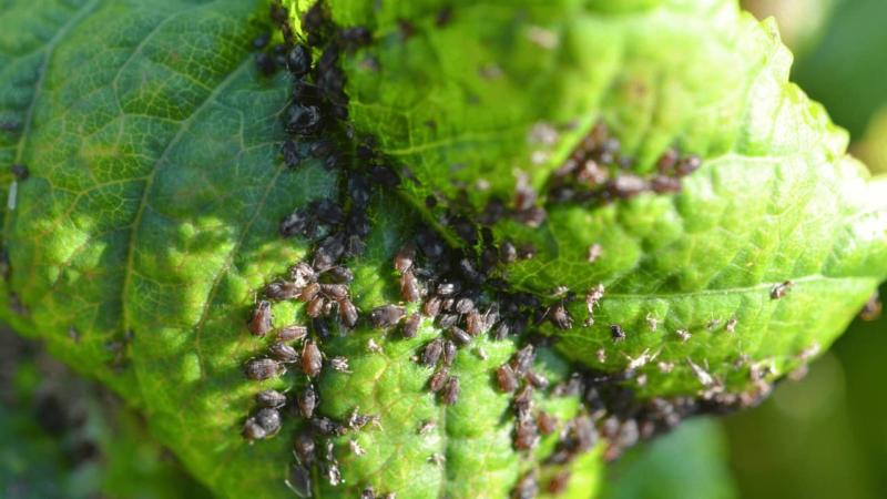 Can I Safely Clean and Eat Harvested Foods That Have Aphids on Them? 3 Best Solutions!