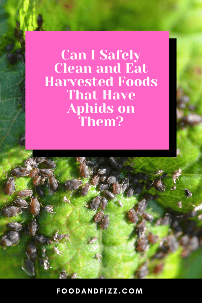 Can I Safely Clean and Eat Harvested Foods That Have Aphids on Them?
