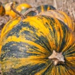 How to Make Pumpkin Extract