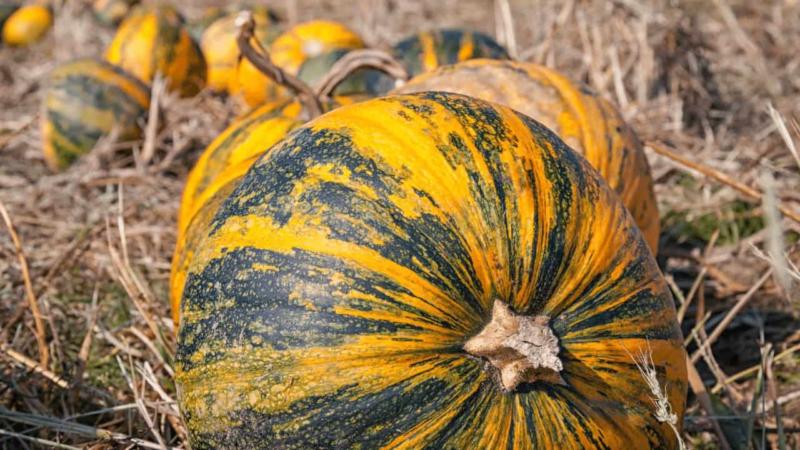 How to Make Pumpkin Extract – #1 Best Definitive Guide