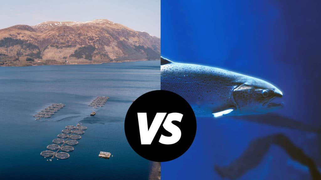 Scottish Salmon vs Atlantic Salmon
