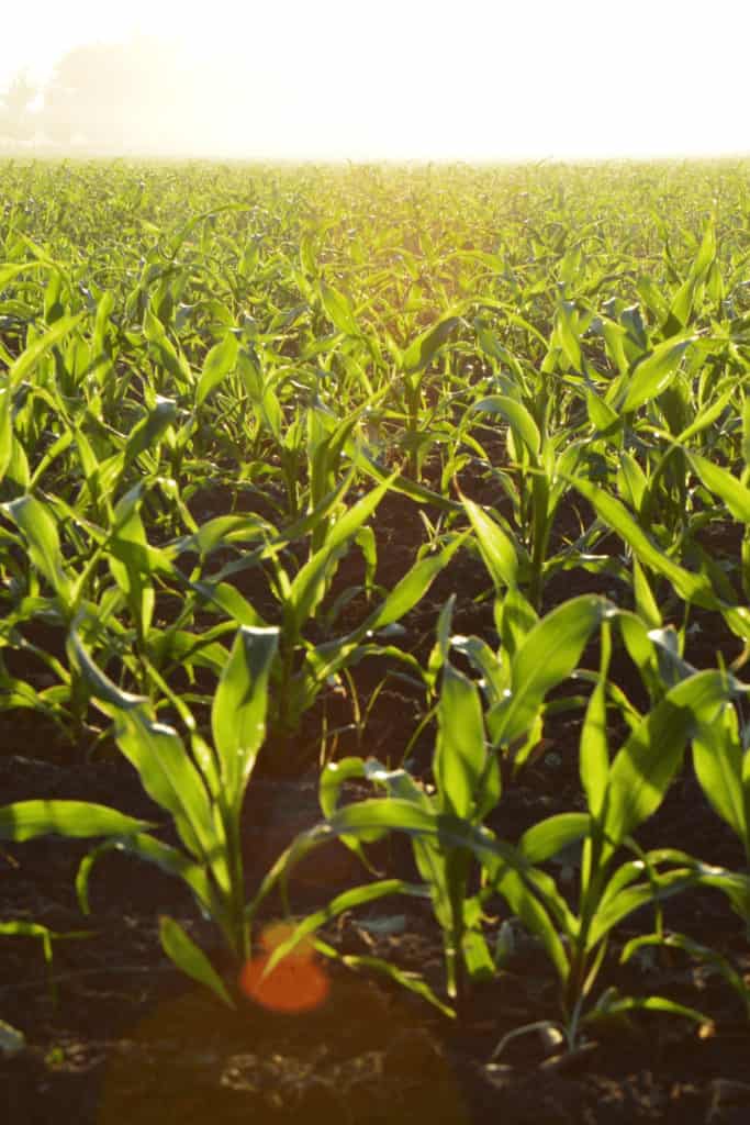 A sweet “green” smell , this is how corn should smell
