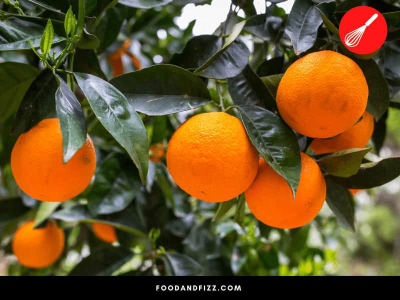Do Oranges Continue to Ripen After Being Picked?