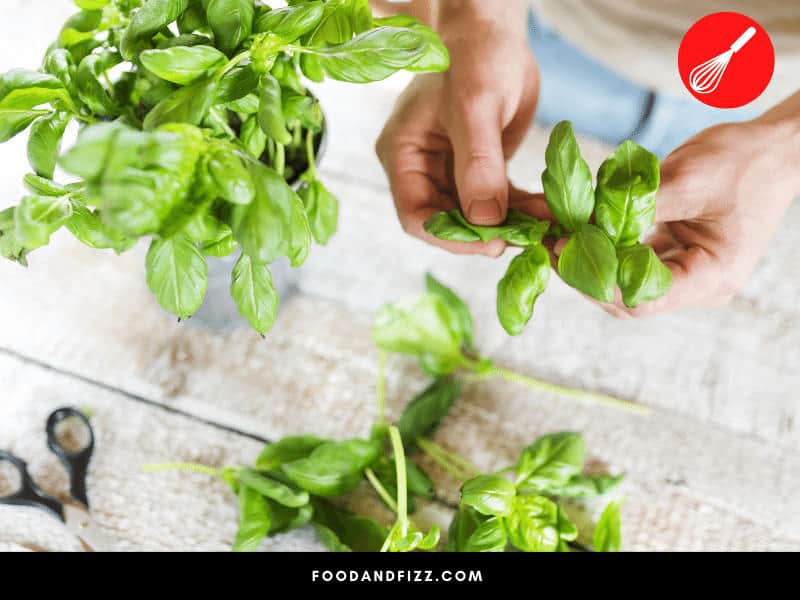 When Basil Gets Brown Spots, Is It Still Usable?