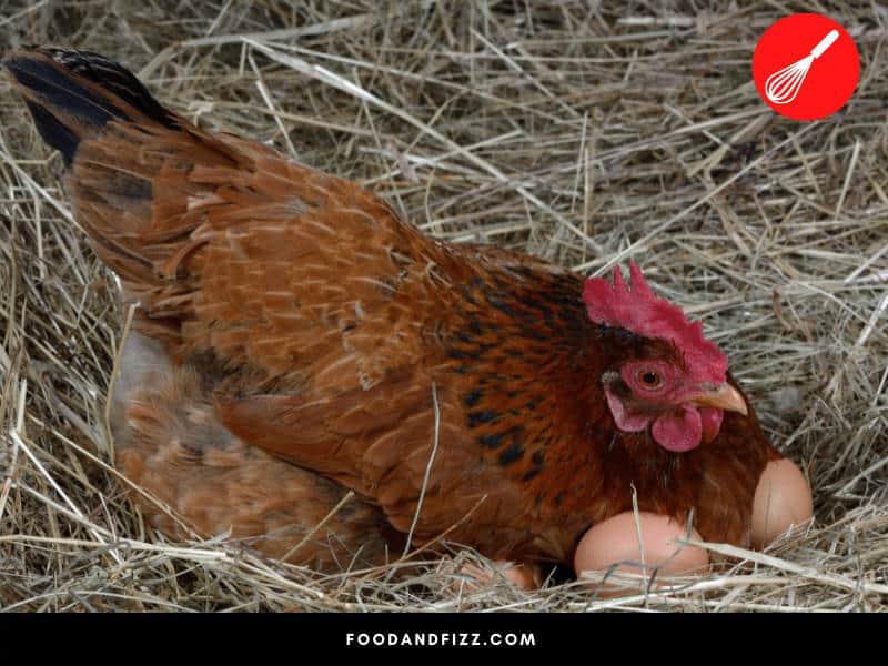 A broody hen is one that decides to sit on eggs until they hatch.