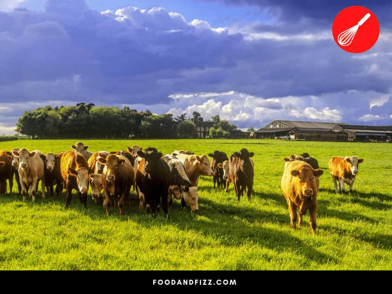 Appropriate space to move in and regular health checks of the animals help ensure that the beef is safe and of good quality.