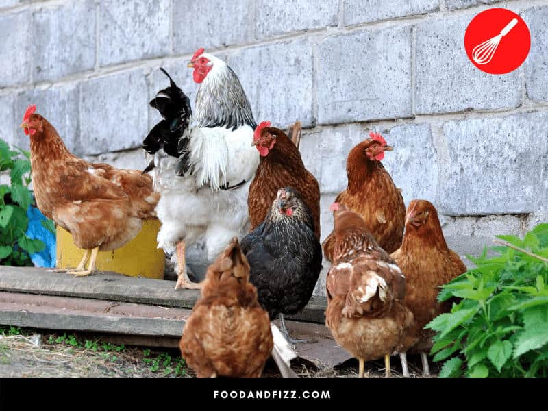 Hens are sexually mature female chickens responsible for laying and brooding eggs.