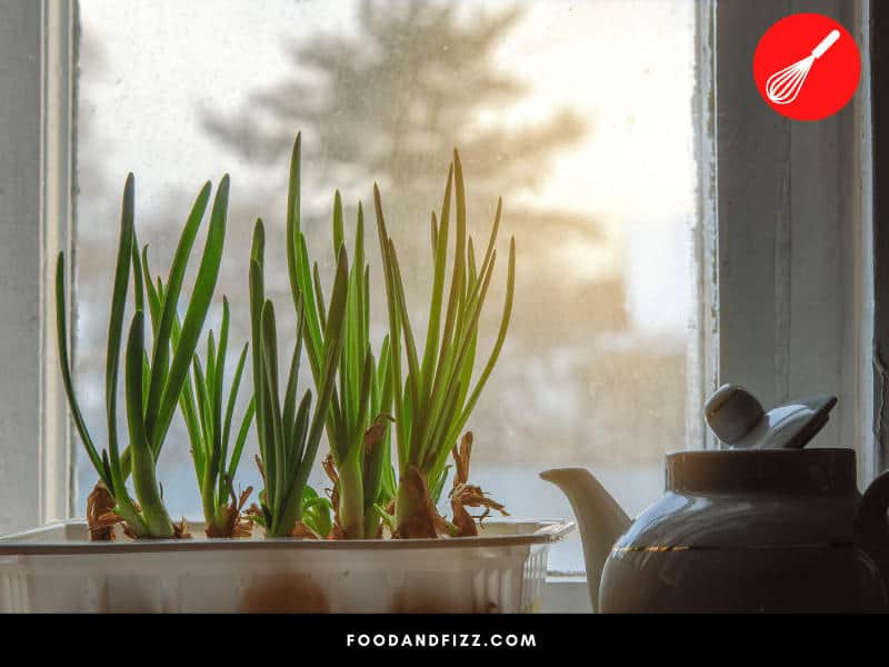 More mature green onions tend to produce more mucus that line their internal walls, resulting in sliminess.