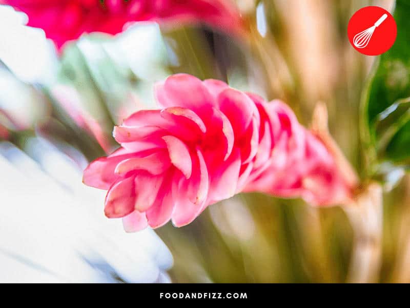 Pink Ginger is named as such because of the color of its flowers. They are mainly used for ornamental purposes.