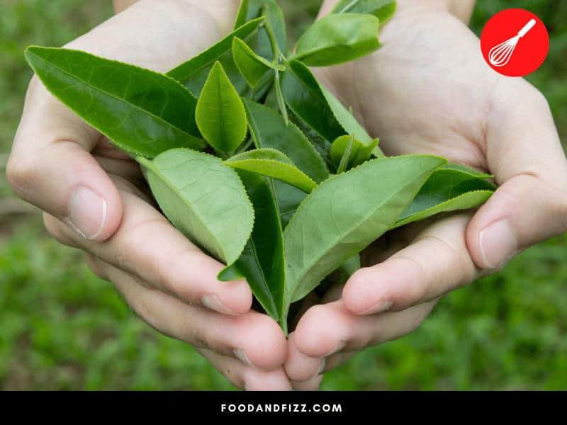Tea leaves can either be hand-plucked or machine-plucked. Hand-plucking is the slower method, but results in tea leaves that retain their natural sweetness and flavors until steeped and brewed.