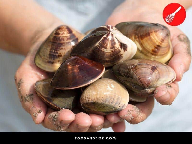 Cockles Vs Clams What Is The Difference? 1 Best Answer
